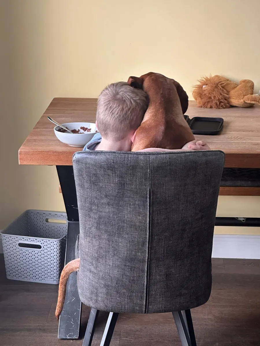 A dog leaning over the back of a chair against a boy at the breakfast table