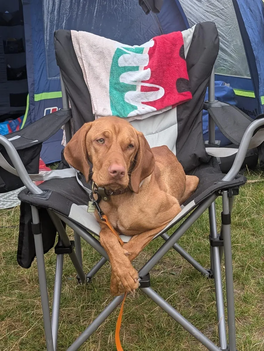A vizsla curled into a camping chair outside a tent