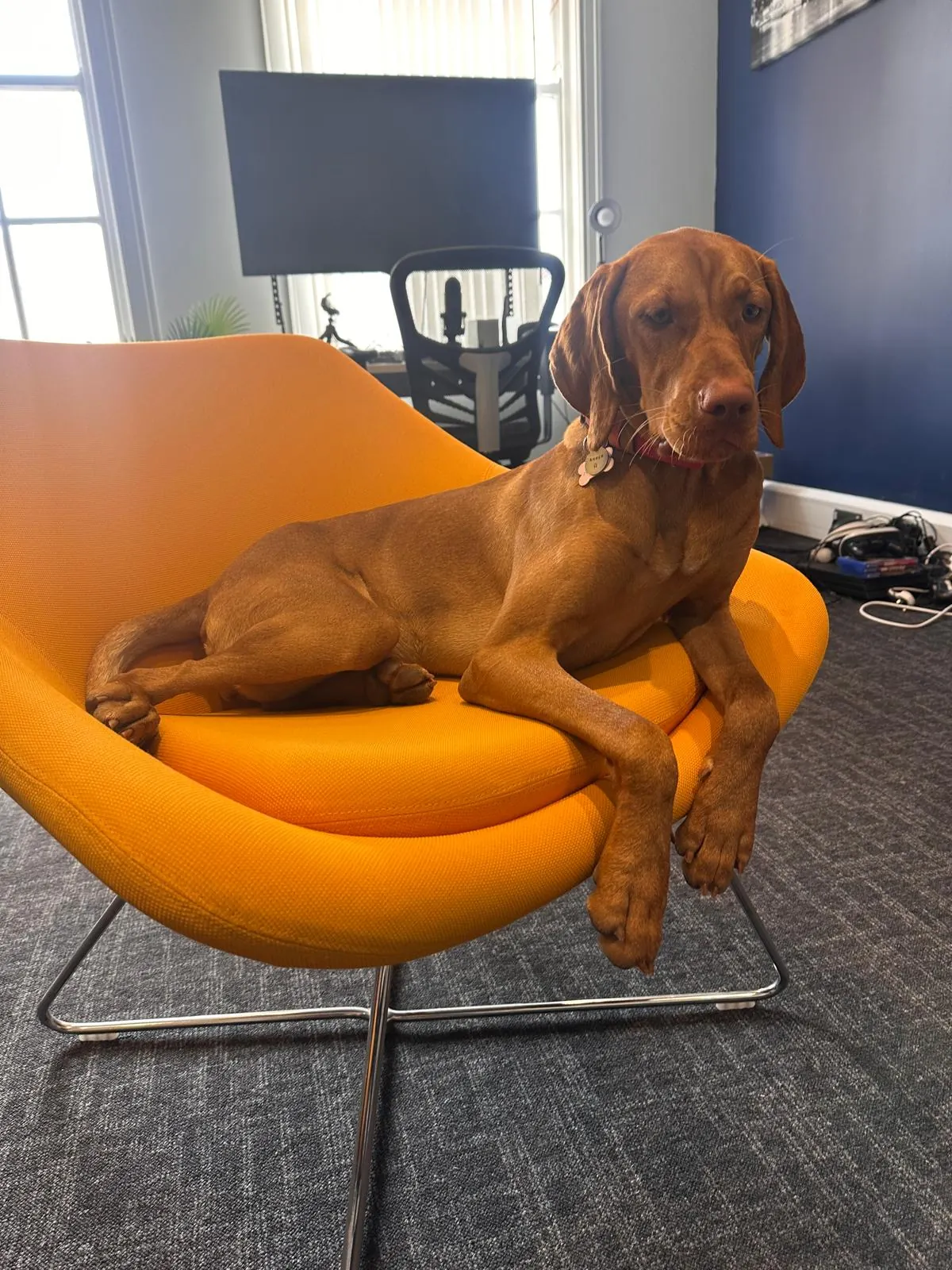 A vizsla stretched out along an orange armchair