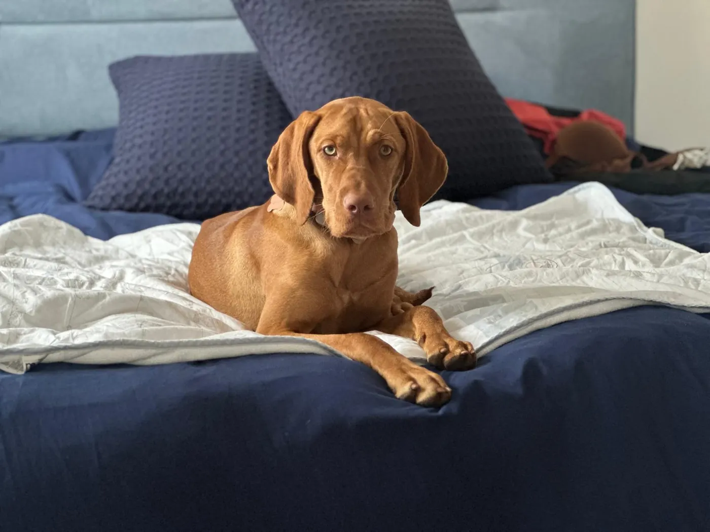 A vizsla stretched out across a bed