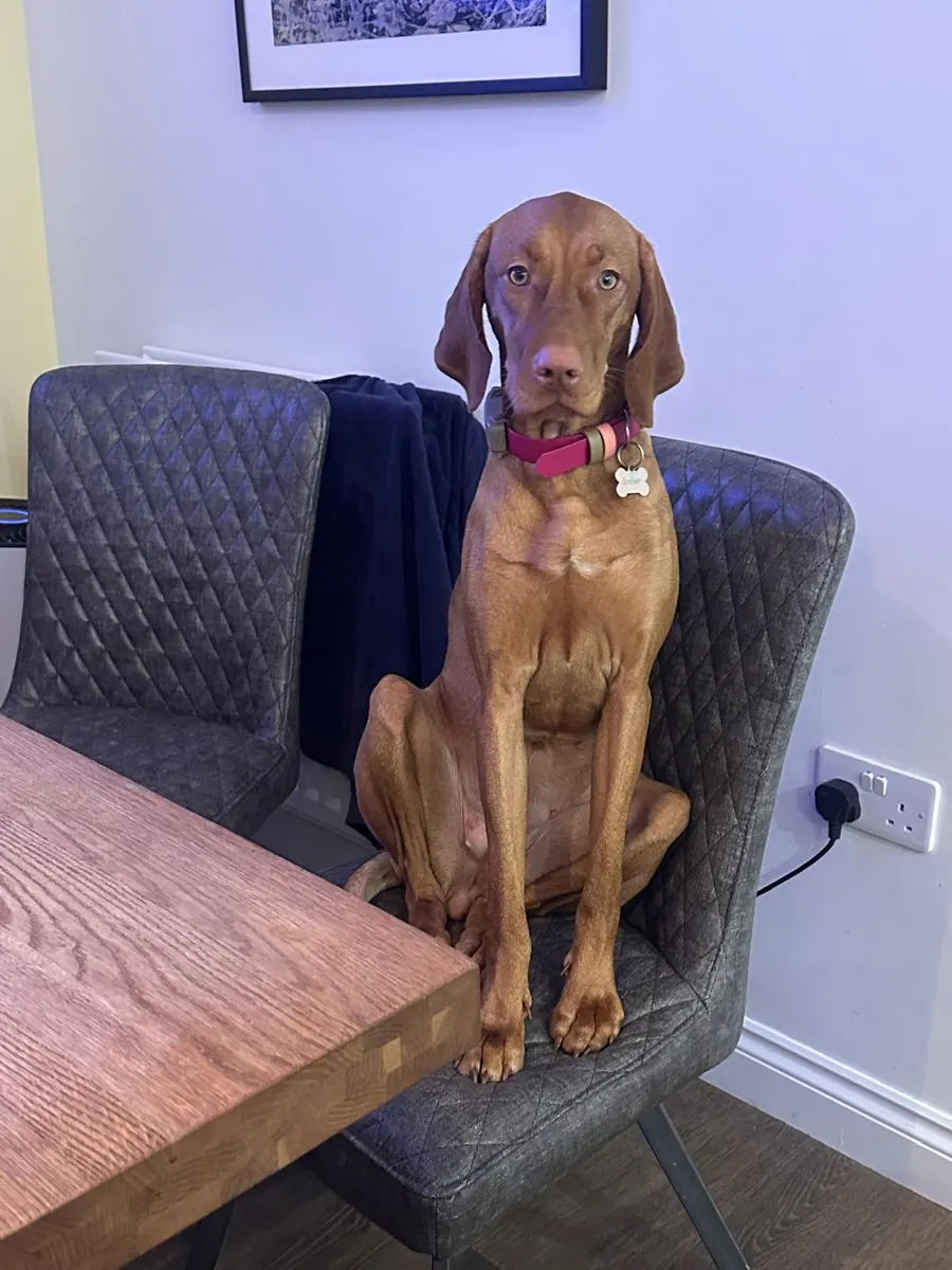 A vizsla sitting upright on a dining chair, waiting