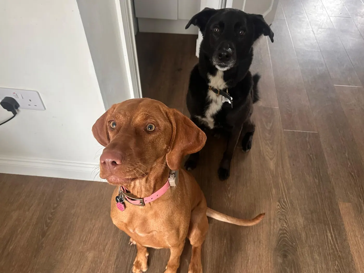 Two dogs sitting side by side in the hallway